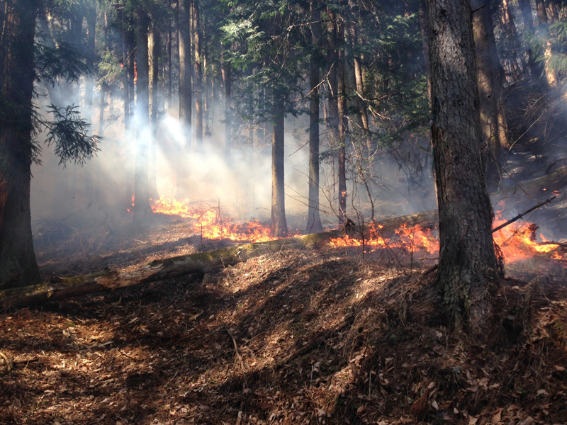 山林火災